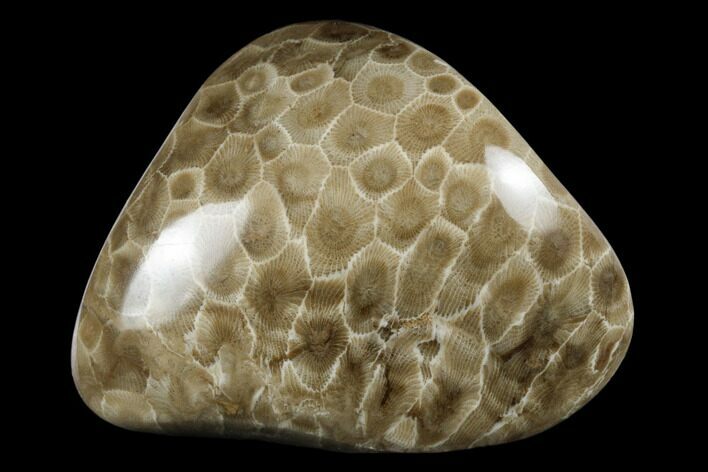 Polished Petoskey Stone (Fossil Coral) - Michigan #177191